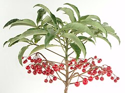 Ardisia crenata