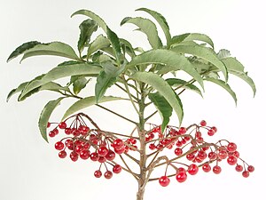 Ardisia crenata 20101209 a.jpg