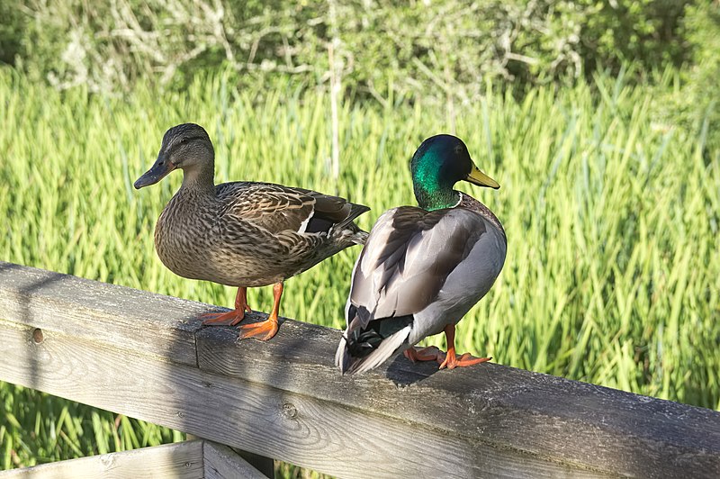 File:Ares - Paseo fluvial de A Xunqueira - 04 - Patos - Lavancos - Anas platyrhynchos.jpg