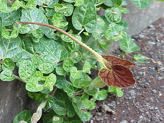 <i>Aristolochia lindneri</i> species of plant in the family Aristolochiaceae