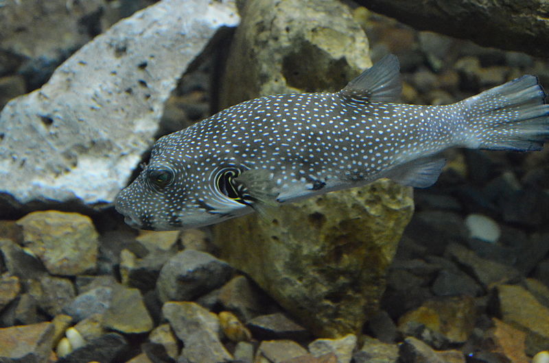 File:Arothron hispidus at El Gouna Aquarium by Hatem Moushir 1.JPG