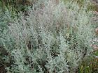 Artemisia maritima habitus.jpeg