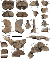 Cranial elements of A. volgensis Arthropterygius volgensis cranial elements.png