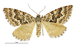 <i>Asaphodes stephanitis</i> Species of moth