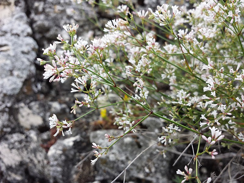 File:Asperula cynanchica sl2.jpg