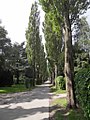 Assistens Kirkegård - Poplars.jpg