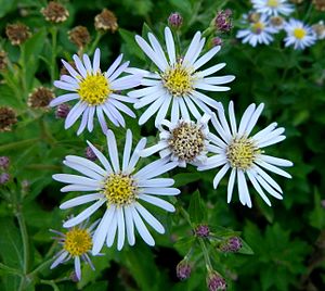 Aster ageratoides