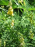 Vignette pour Astragalus penduliflorus