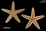 Thumbnail for Astropecten scoparius