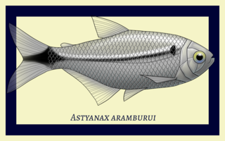 <i>Astyanax aramburui</i> Species of fish