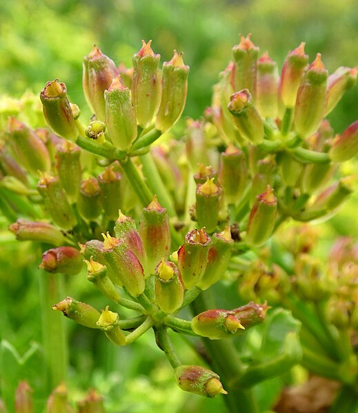 File:Astydamia latifolia kz1.JPG