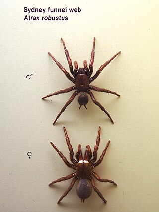 <span class="mw-page-title-main">Sydney funnel-web spider</span> Large Australian venomous spider