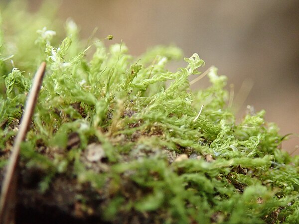 Aulacomnium androgynum, the bud-headed groovemoss