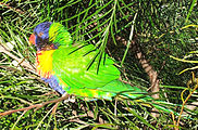 Zoomed in view of Lorikeet