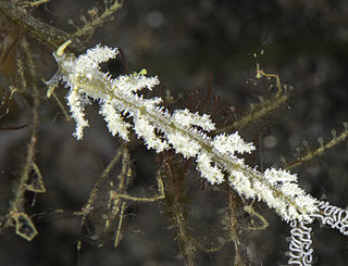 <i>Kabeiro phasmida</i> Species of gastropod