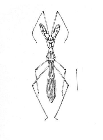 Bactrodinae