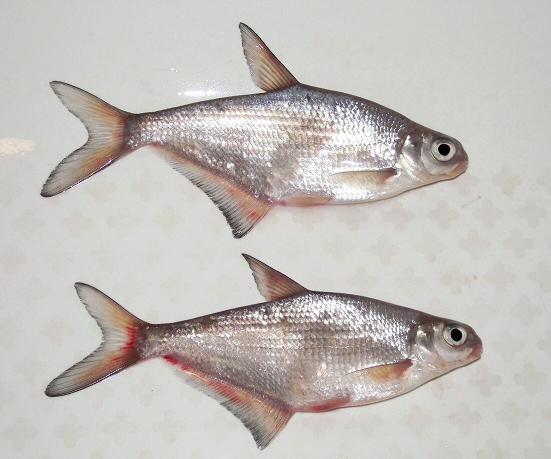 Zobel (Fisch)