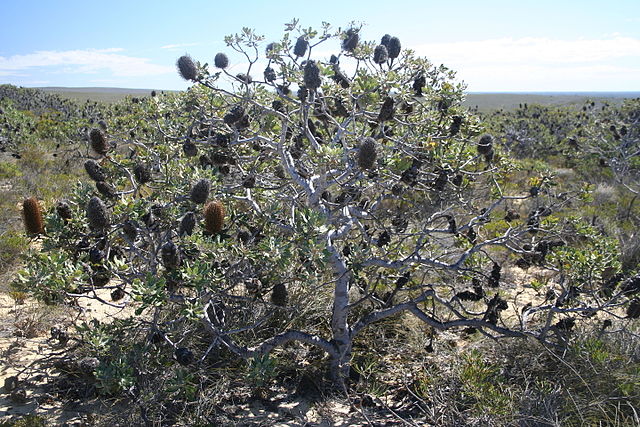 Growing as a gnarled shrub in exposed low shrubland north of its range