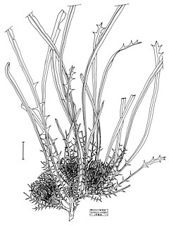 <i>Banksia subpinnatifida</i> Species of shrub in the family Proteaceae endemic to Western Australia