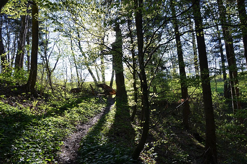 File:Bannwald Untereck, Baden-Württemberg (2019).jpg