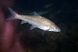 <span class="mw-page-title-main">Cape whitefish</span> Species of fish