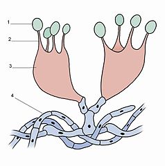 Podkładki i bazydiospory: 1 – bazydiospora, 2 – sterygma, 3 – podstawka, 4 – strzępka dikariotyczna