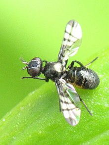 Black fly - Wikipedia