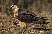 Bearded Vulture with bone - Catalan Pyrenees - Spain.jpg