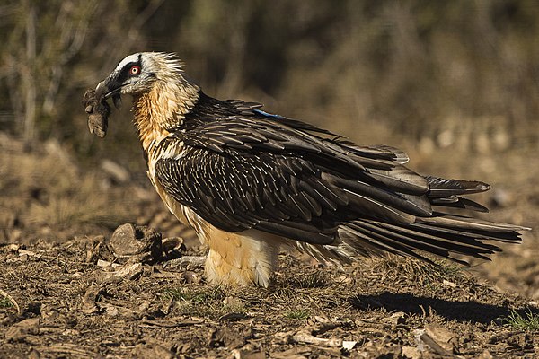 Image: Bearded Vulture with bone   Catalan Pyrenees   Spain