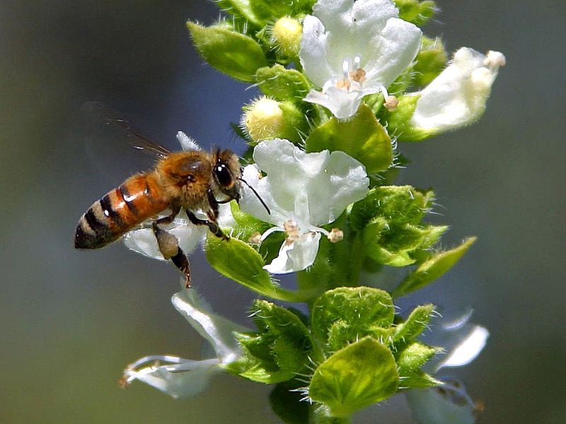 File:Bee pollinating the basil on my balcony.jpg