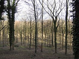 Buchenwald - geograph.org.uk - 351223.jpg