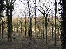 Beech hutan - geograph.org.inggris - 351223.jpg