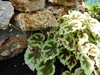 <i>Begonia masoniana</i> Species of flowering plant