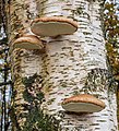 * Nomination Birch mushroom (Piptoporus betulinus) on the trunk of a birch. --Famberhorst 07:45, 28 November 2018 (UTC) * Promotion  Support Good quality. --Ermell 08:17, 28 November 2018 (UTC)