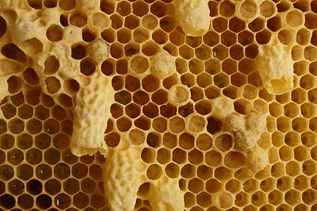Fail:Bienenwaben mit Nachschaffungszellen.jpg