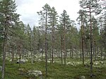 Biotop för Cholodkovskys bastborre.