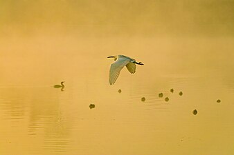 الطيور عند الفجر في بحيرة تاوداها والضباب ينيره ضوء الشمس