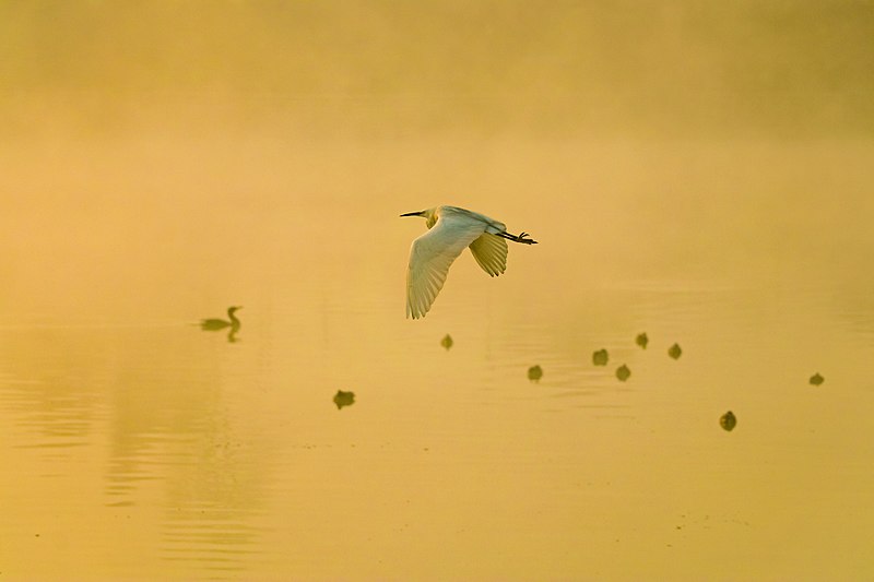 File:Birds at dawn at lake Taudaha and the fog illuminated by the sunlight.jpg