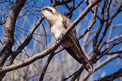 Black-eared Cuckoo.jpg