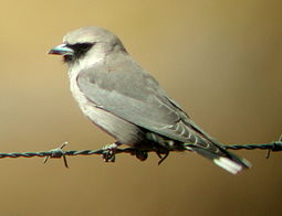 Svartmaskad svalstare (Artamus cinereus)