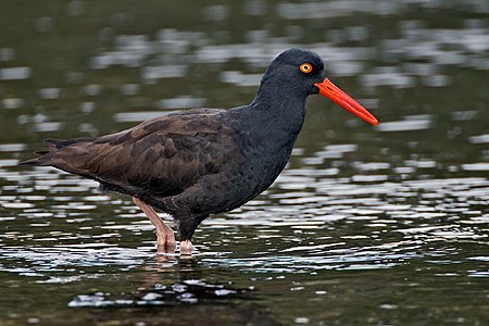 Tập_tin:Black_Oystercatcher.jpg