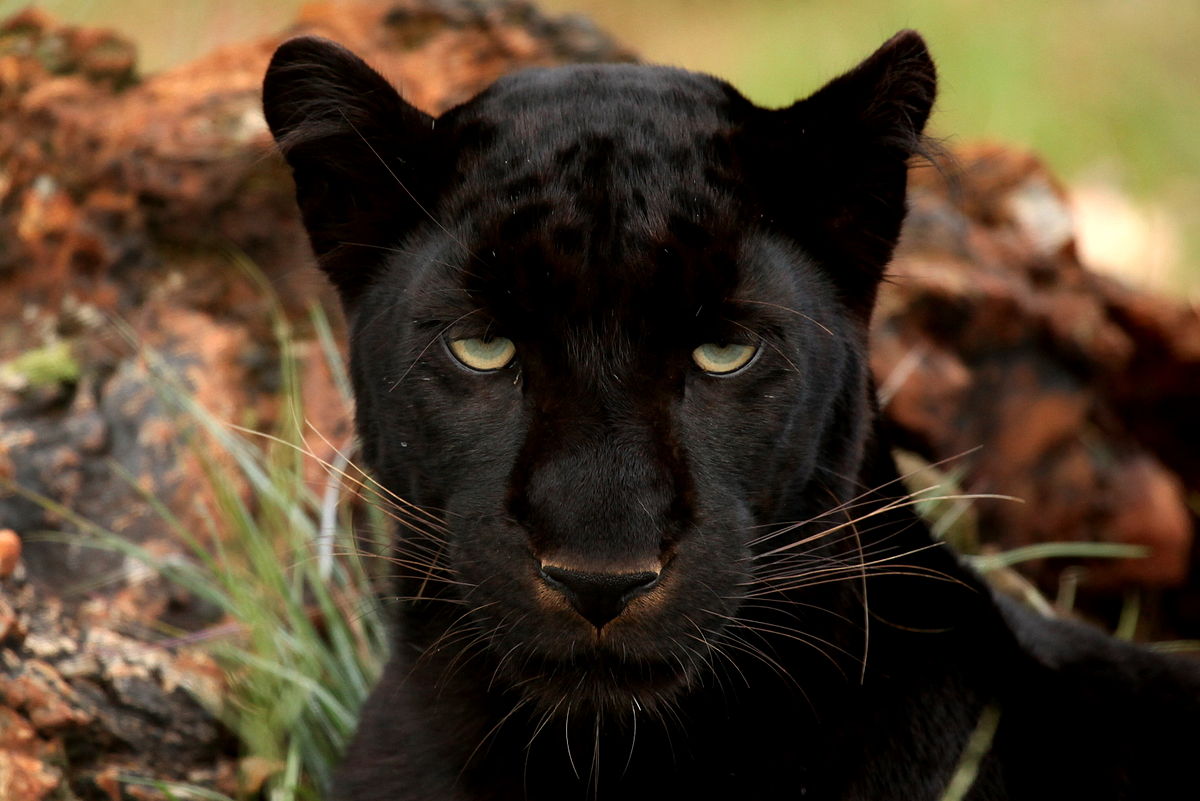 Free Photo  View of black panther in the wild