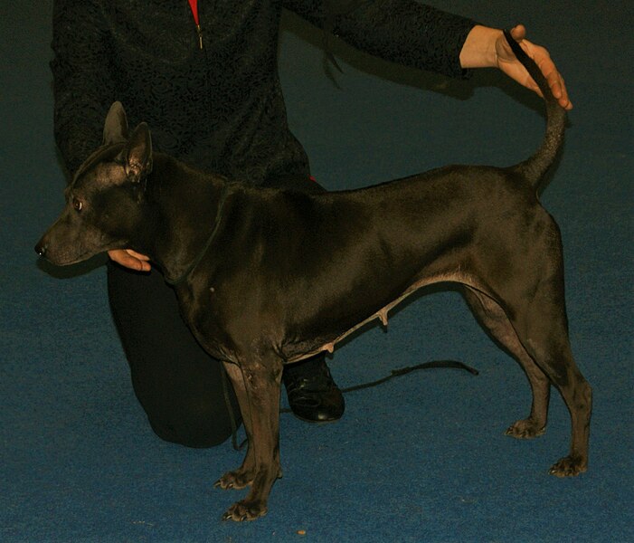 File:Black Thai Ridgeback 2.jpg