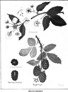 Carter's drawing of a blackberry plant from her teaching manual Nature Study With Common Things (1904) Blackberry plant illustration from M. H. Carter's Nature Study With Common Things (1904).png