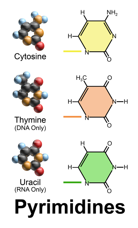 Pyrimidine nucleobases are simple ring molecules.