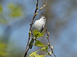 Thumbnail for File:Blue-gray gnatcatcher in PP (72343).jpg