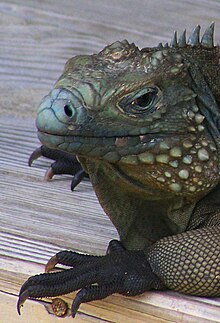 Blue iguana resting on park bench off Wilderness Trail at QE II Botanic Park Blue Iguana resting on bench QEII Botanic Park.jpg