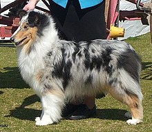 Rough Collie - Wikipedia