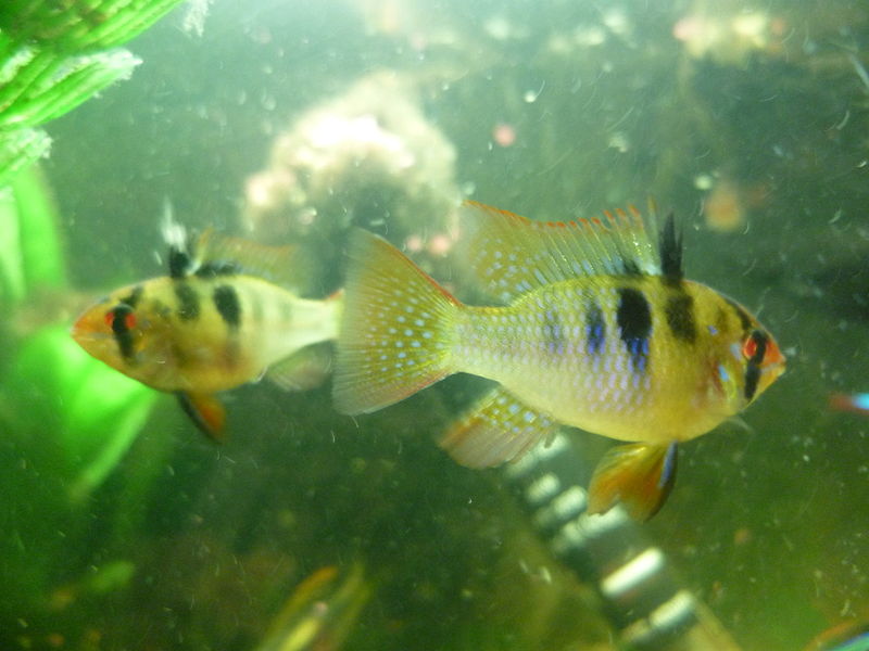 File:Blue Rams (Male and Female).JPG