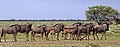 * Nomination Blue wildebeest (Connochaetes taurinus taurinus) herd, Namibia --Charlesjsharp 17:10, 24 April 2018 (UTC) * Promotion Well done!! The Photographer Thu, 26 Apr 2018 01:51:26 GMT